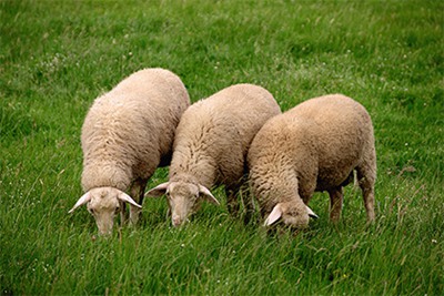 2022年两个生肖属羊的适合结婚吗？