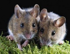 属鼠未时出生是什么命？生肖鼠的缺点有哪些？